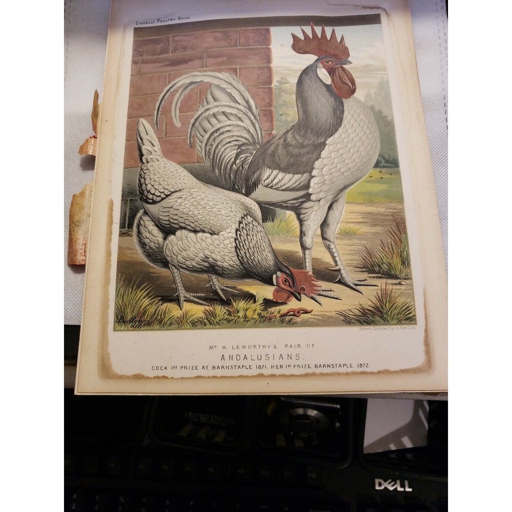 VINTAGE 1872 Cassells Poultry Pair of Andalusians art Farmhouse $99 B-4